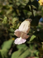 Lepechinia cardiophylla