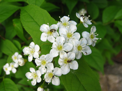 Deutzia glabrata