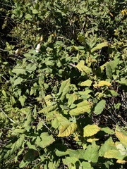 Lepechinia cardiophylla