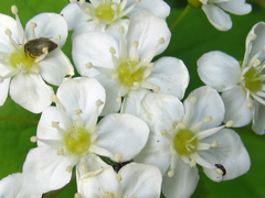 Deutzia glabrata