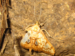 Neoanalthes contortalis