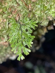 Hymenophyllum multifidum