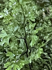 Hymenophyllum multifidum