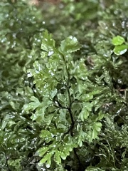 Hymenophyllum multifidum