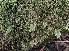 Hymenophyllum multifidum