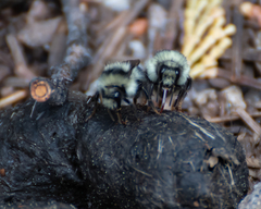 Bombus vandykei