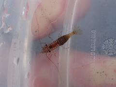 Heptacarpus pugettensis