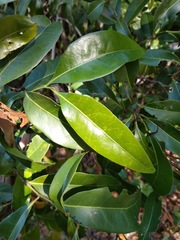 Emmenosperma cunninghamii