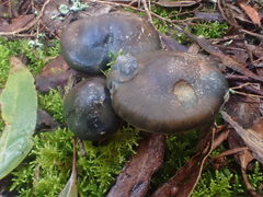 Cortinarius austrocyanites
