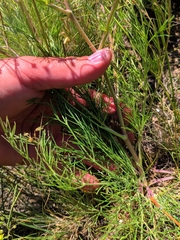 Trinia hispida