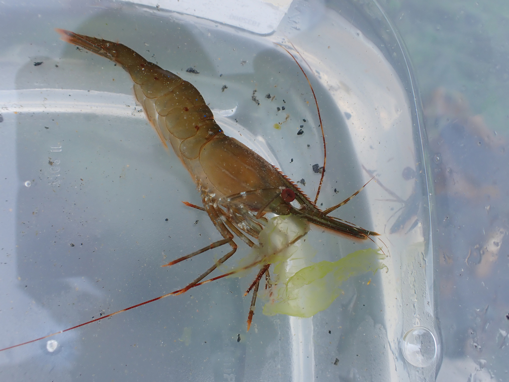 spot shrimp