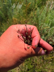 Trinia hispida