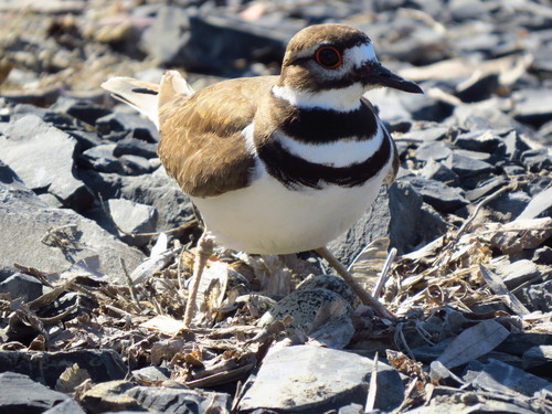 Killdeer photographed in Vermont
