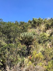 Encephalartos ghellinckii