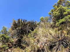 Encephalartos ghellinckii