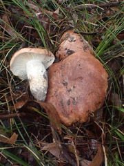 Tricholoma eucalypticum