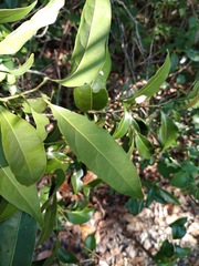 Emmenosperma cunninghamii