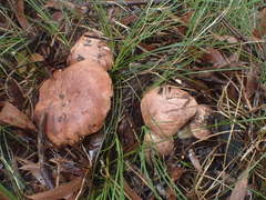 Tricholoma eucalypticum
