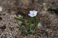 Chamaescilla maculata