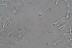 Tricholoma eucalypticum