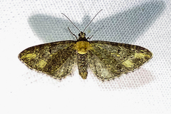 Eupithecia flavigutta