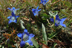 Gentiana kaufmanniana