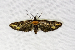 Eupithecia flavigutta