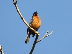 Diglossa brunneiventris