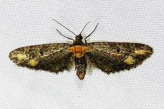 Eupithecia flavigutta