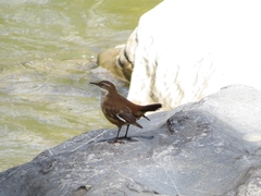 Cinclodes atacamensis