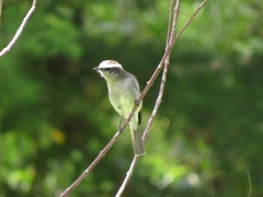 Ochthoeca leucophrys