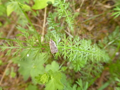 Agonopterix hypericella