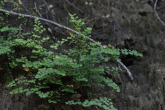 Adiantum jordanii