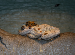 Apocephalus borealis