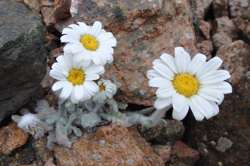 Richteria leontopodium