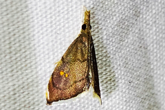 Microcausta bipunctalis