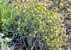 Euphorbia clava