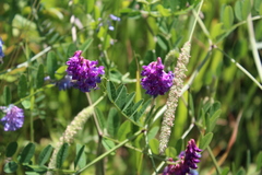Vicia amurensis