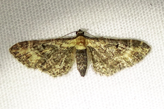 Eupithecia flavigutta