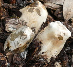 Mutinus cartilagineus