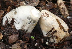 Mutinus cartilagineus