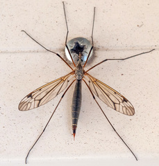 Tipula varipennis