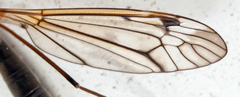 Tipula varipennis