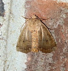 Sericaglaea signata