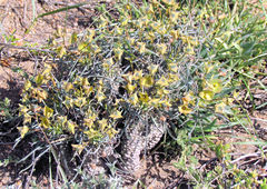 Euphorbia clava