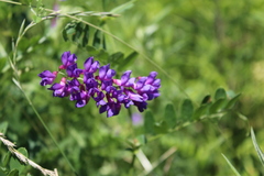 Vicia amurensis