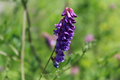 Vicia amurensis