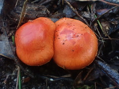 Cortinarius austrocinnabarinus
