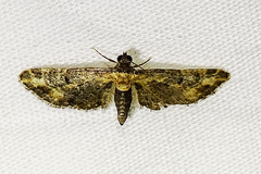 Eupithecia flavigutta