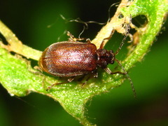 Galerucella grisescens